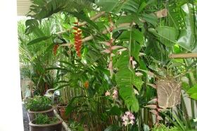 Heliconia.JPG