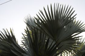 VAA_4254.JPG