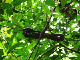 Ruhende Schlange.jpg