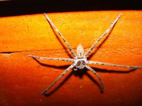 Thekla die Spinne.jpg