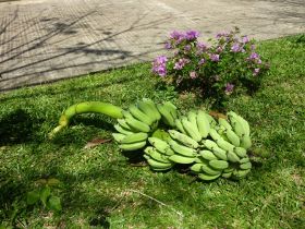Bananenstaude.JPG