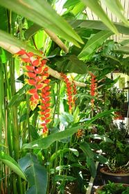 Heliconia 2.JPG