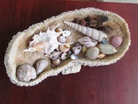 Koralle mit Muscheln.JPG