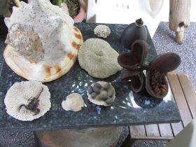Korallen mit Muscheln usw.JPG