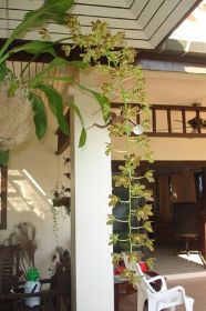 Orchidee.JPG