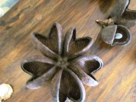 Sterculia fortida (Javaolive)1.JPG